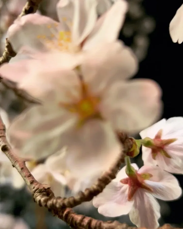 夜桜×おむすび